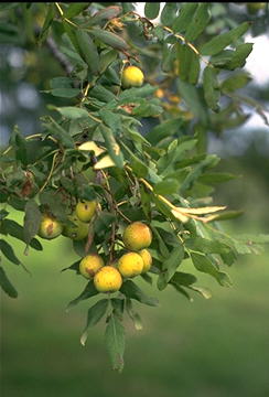 Sorbus domestica"